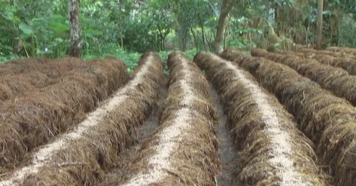 Mushroom growing, profitable trade for farmers in Soc Trang - ảnh 2